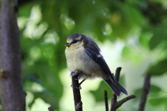 Blaumeise_7585