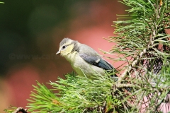 Blaumeise_7667