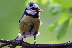 Blaumeise_7940