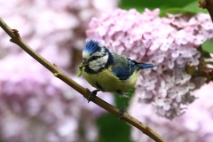 Blaumeise_7954