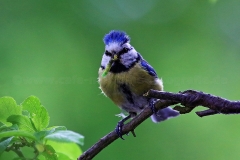 Blaumeise_7966