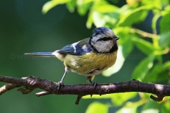 Blaumeise_8284