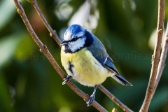 Blaumeise_D0056