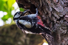 Buntspecht_F3257