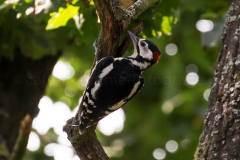 Buntspecht_F8065
