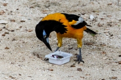 C2226