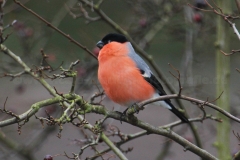Dompfaff_6966