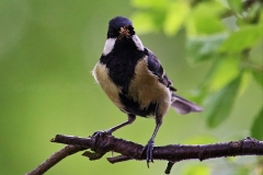 Kohlmeise_7947