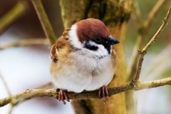Spatz_C9985