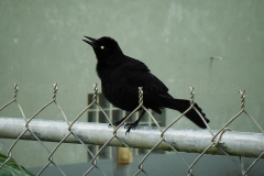 Vogel_3838
