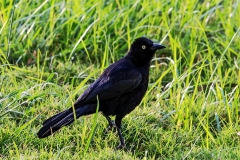 Vogel_C2116