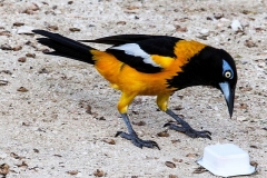 Vogel_C2225
