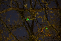 Biolumineszenz_C2579