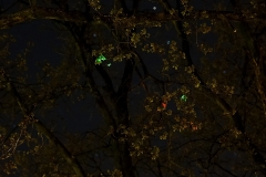 Biolumineszenz_C2581