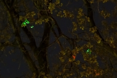 Biolumineszenz_C2585