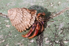 Einsiedlerkrebs_C2207