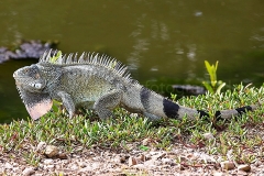 Leguan_2110_1
