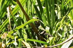 Leguan_C1456_1
