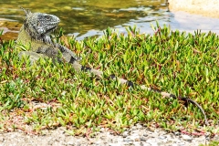Leguan_C2057_2