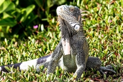 Leguan_C2104_1