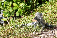 Leguan_C2105_1