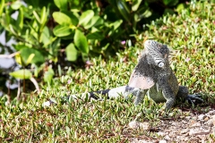 Leguan_C2106_1