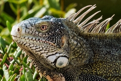 Leguan_C2108