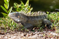 Leguan_C2109