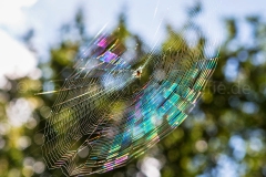 Spinnennetz_C7824